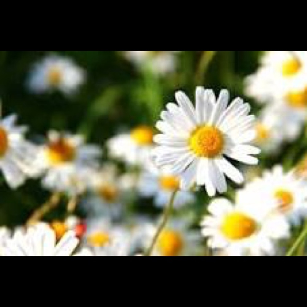 Meet your Posher, Cecilia